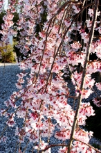 春のしだれ桜